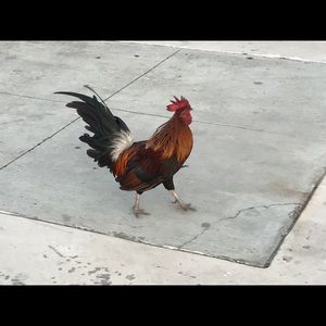 Meet your Posher, Patti